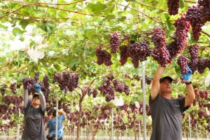Temporada de uva de mesa chilena en la zona norte terminaría 3 a 4 semanas antes